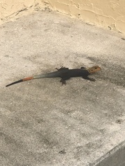 Agama picticauda