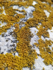 Xanthoria calcicola