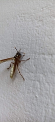 Apoica
