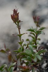 Penstemon ellipticus