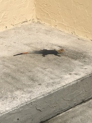 Agama picticauda