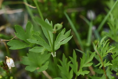 Ranunculus eschscholtzii