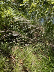 Miscanthus