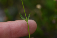 Ranunculus eschscholtzii