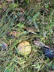 Peraphyllum ramosissimum