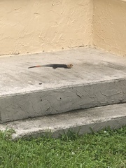 Agama picticauda