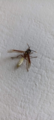 Apoica