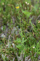 Ranunculus eschscholtzii