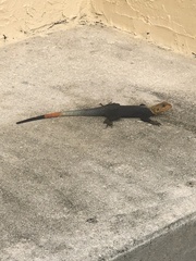 Agama picticauda