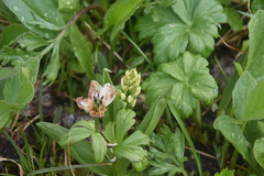 Platanthera dilatata