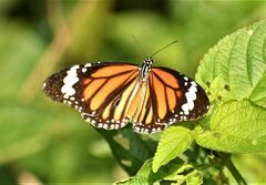 Danaus genutia
