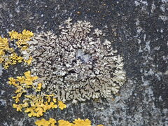 Phaeophyscia orbicularis