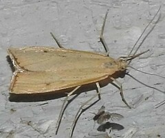Agriphila attenuatus