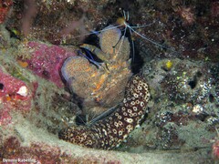 Scyllarides latus