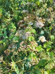 Eupatorieae