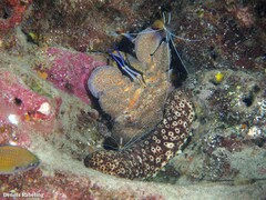 Holothuria sanctori
