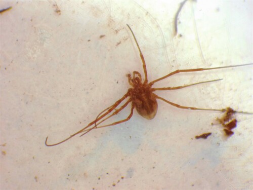 Saddleback Harvestman photo 5