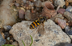 Eupeodes latifasciatus