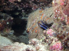Scyllarides latus