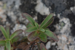 Penstemon ellipticus