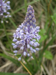 Scilla litardierei