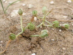 Ornithogalum sigmoideum