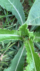 Sonchus asper
