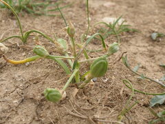 Ornithogalum sigmoideum