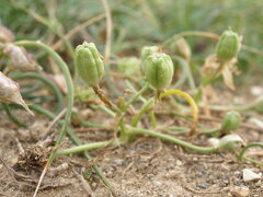 Ornithogalum sigmoideum