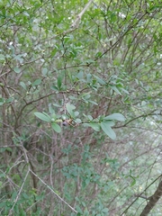 Ligustrum obtusifolium