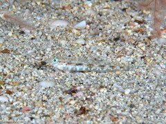 Pomatoschistus pictus