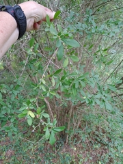 Ligustrum obtusifolium