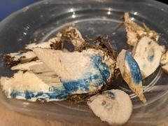 Leccinum schistophilum