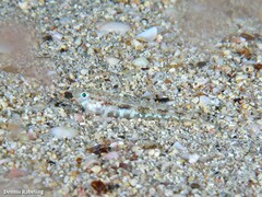 Pomatoschistus pictus