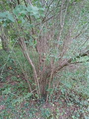 Ligustrum obtusifolium