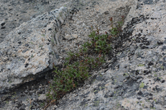 Penstemon ellipticus