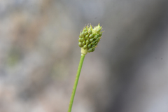 Ranunculus eschscholtzii