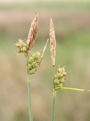 Carex tomentosa