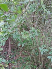 Ligustrum obtusifolium