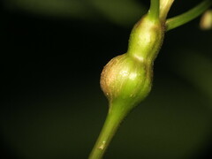 Asphondylia eupatorii