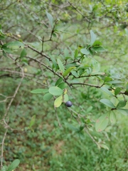 Ligustrum obtusifolium