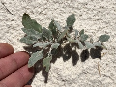 Abronia angustifolia