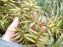 Podocarpus laetus