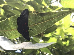 Melanis cephise