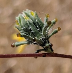 Calycadenia truncata