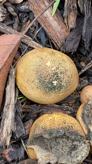 Scleroderma citrinum