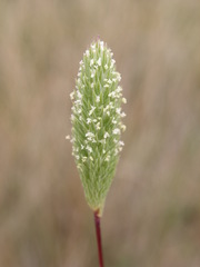 Phleum arenarium