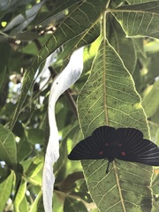 Melanis cephise