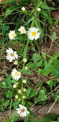 Symphyotrichum pilosum