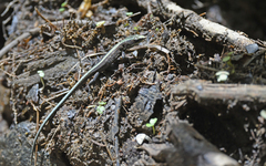 Pholidobolus vertebralis